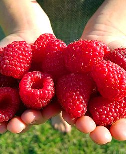 Саженцы Малина Карамелька