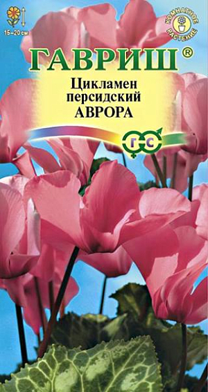Семена Цикламен Аврора персидский.<br>
 <br>
 &nbsp;Многолетнее клубневое растение семейства Первоцветные. Цветки светло-лососевой окраски. Длина цветоноса 15-20 см. Цветет с поздней осени до конца апреля, летом находится в состоянии покоя. Оптимальный срок посева конец августа. Семена цикламена туговсхожие, появления всходов приходится ждать от 1 до 3-х месяцев. Наилучший результат предпосевной обработки семян дает контрастная термическая обработка: семена помещают на 2 сек. в горячую (+90…950С) воду, затем на 2 сек. в холодную, операцию повторяют дважды. <br>
 <br>
 Посев производят в горшки с листовой и торфяной землей (1:1). Сверху семена присыпают слоем земли 0,5-1 см., обильно поливают, накрывают темной пленкой. При t ≈ +20ºC всходы появляются через 30-40 дней. После появления всходов притенение снимают, температуру снижают до +15…17º С. Когда образуются маленькие клубеньки с двумя листочками, пикируют в ящики со смесью из листовой, торфяной земли и песка (2:1:0,5). При пересадках у молодых растений верх клубенька должен находиться у самой поверхности почвы (не глубже 0,5 см.). У взрослых растений верх клубня обычно открыт. В период покоя сбрасывает листья. Выращивают на северных и восточных окнах, на южном притеняют от прямых солнечных лучей. Зимой содержат на светлом месте при температуре не выше +8…100С. Летом необходимо выполнять приемы по поддержке роста растений: поливать исключительно через поддон, опрыскивать водой комнатной температуры, удобрять. Удобряют не более 2-3 раз за лето, преимущественно азотно-калийными удобрениями.<br>