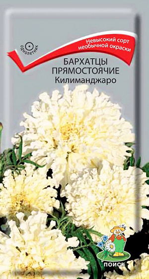 Семена Бархатцы Килиманджаро прямостоячие.
Очень редкий кремово-белый цвет. Растение высотой около 45 см с богатой ажурной листвой. 
Цветение обильное и продолжительное, с июня до заморозков. Используют для клумб, рабаток, бордюров и срезки.
Растение неприхотливое, засухоустойчивое, хорошо растет на любой дренированной почве. 
Предпочитает солнечное место.Семена высевают в марте-мае в рассадные ящики. 
Глубина заделки семян 0,5-1 см. При температуре почвы +18°C всходы появляются на 7-15 день. Через 2 недели сеянцы пикируют. 
В грунт рассаду высаживают после окончания весенних заморозков, выдерживая расстояние между растениями 20-30 см.
