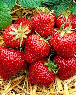 Саженцы Клубника (Земляника) садовая Мадлен