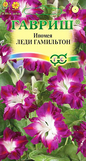 Семена Ипомея Леди Гамильтон.
Однолетнее вьющееся растение с обилием крупных сердцевидных листьев, высотой 200-300 см. 
Цветки изумительно красивые, полностью махровые, вишневого цвета с белым центром, диаметром до 8 см. 
Цветение обильное - с конца июня до заморозков. Цветки раскрываются утром и украшают растение до вечера (это значительно дольше по сравнению с другими сортами ипомеи). 
Ипомея светолюбива и теплолюбива, заморозков не переносит. Высевают в открытый грунт во второй половине мая по 2-3 семени в лунку.
Семена перед посевом желательно замачивать на сутки. 
Всходы появляются через 6-14 дней, расстояние между растениями должно составлять 25-35 см. 
Используется для озеленения балконов и ваз, создания вертикальных цветущих ширм.