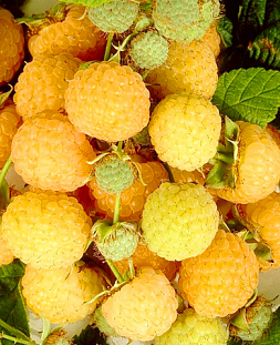 Саженцы Малина Утренняя роса