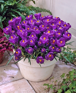 Крокус Флауэр Рекорд