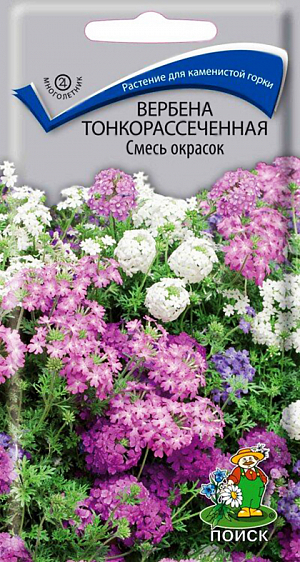 Семена Вербена Тонкорассеченная смесь окрасок.
Отличное растение для каменистой горки. Очень декоративное низкорослое многолетнее растение. Может выращиваться как однолетник. Листья сильно рассеченные, напоминающие мох. Образует подушку до 30 см высотой, которая с весны до осени полностью покрывается многочисленными ароматными розовыми, лиловыми и пурпурными цветами.
Агротехника. Растение достаточно холодостойкое, предпочитает солнечные места с любой хорошо дренированной почвой. Для выращивания рассады посев семян производят в конце февраля – начале марта в ящики. Всходы появляются через 10-20 дней. Посадку на место производят в конце мая, выдерживая расстояние между растениями 30 см. 