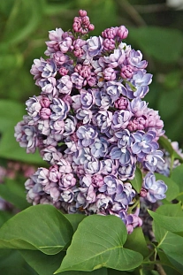 Сирень обыкновенная Ами Шотт