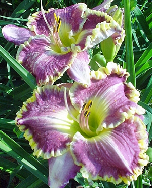 Лилейник Бестселлер