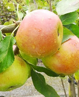 Саженцы Яблоня Вэм-жёлтый (Данила)