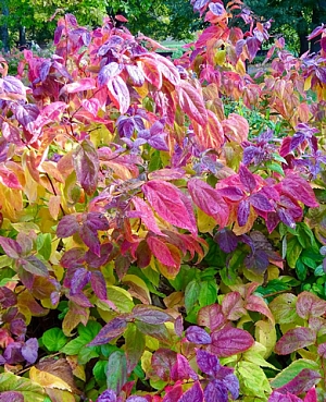 Спирея японская Макрофила