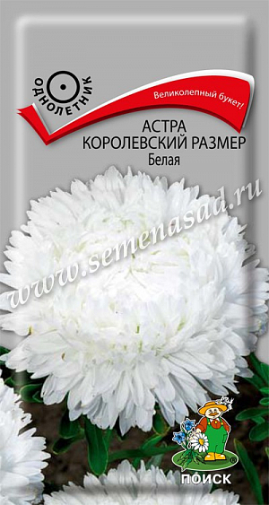 Семена&nbsp;Астра Королевский размер Белая 0,1 гр.&nbsp;Великолепный букет!&nbsp;Растение широкораскидистое, высотой до 100 см. Соцветия белой окраски. Цветет в августе - сентябре. Используют очень широко: для посадки в сборные цветники группами, на рабатки - рядами, для бордюров и срезки.<br>
 <br>
&nbsp;Агротехника.&nbsp;Растение предпочитает открытое солнечное место, но выносит и полутень. Лучше растет на легких, плодородных почвах. Не переносит внесения органических удобрений в год посадки. Семена высевают с середины февраля по апрель. Глубина заделки семян 0,5 см. При температуре +20°C всходы появляются на 7-14 день. Через 3-4 недели посевы пикируют и выращивают при температуре 12-15°C. В грунт рассаду высаживают во второй половине мая, выдерживая расстояние между растениями 20-30 см.