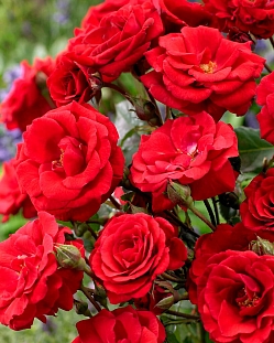 Роза флорибунда Стромболи