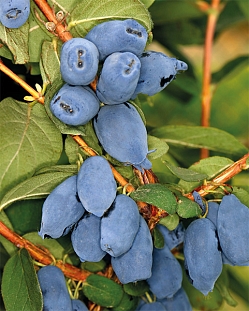 Саженцы Жимолость Бореал бист