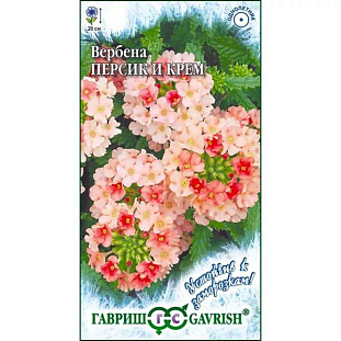 Семена Вербена гибридная Персик и Крем