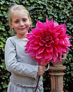 Георгин крупноцветковый Эмори Пол