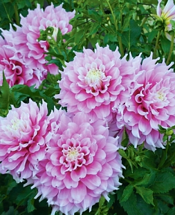 Георгин крупноцветковый Гиттс Перфекшн