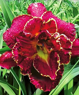 Лилейник Найнс миллениум