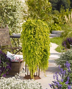 Вербейник монетчатый Голдилокс