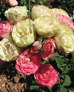 Роза флорибунда Акрополис