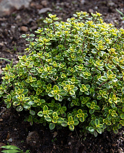 Тимьян лимоннопахнущий