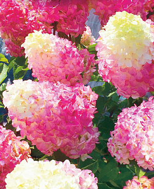 Гортензия метельчатая Фрайз Мелба