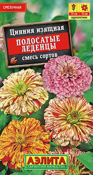 Семена Цинния Полосатые леденцы. Густая яркая штриховка лепестков напоминает праздничный салют. Ни одно соцветие не повторяется по окраске, каждое уникально. Пестрая смесь формирует растения мощные, хорошо разветвленные, высокорослые – средней высотой 70 см. Крепкие цветоносы увенчаны густомахровыми, очень крупными соцветиями диаметром 10-15 см. Растения устойчивы к жаре. Окраска не выгорает на солнце. Декоративность соцветий на кусте сохраняется 30-35 дней. Срезанные цветы стоят в воде более двух недель.<br>
 <br>
&nbsp;Циннии – растения теплолюбивые, относительно засухоустойчивые, быстрорастущие. Предпочитают солнечные участки с дренированными почвами среднего плодородия, нейтральной кислотности. В южных регионах возможен безрассадный способ выращивания.