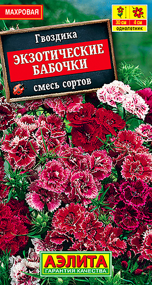 Семена Гвоздика Экзотические бабочки, смесь окрасок.
<p>
 <b>Очаровательная однолетняя гвоздика </b>с яркими, изящными махровыми цветками. Кусты компактные, с прочными цветоносами до 30 см в высоту. Цветут обильно и  продолжительно, с июля до заморозков. Цветки бахромчатые, диаметром 3-4 см., с легким ароматом. <b>Растения неприхотливые, засухоустойчивые и холодостойкие</b>, хорошо развиваются на солнечных участках с дренированными почвами нейтральной кислотности. Используются для оформления клумб и рабаток, бордюров вдоль дорожек. Хорошо подходят для контейнерной культуры. Дают отличный материал для срезки.<br>
</p>
<p>
 Посев семян в открытый грунт ранней весной, как только позволит почва. Для более раннего цветения предпочтительнее посев на рассаду. В фазе одной пары листьев сеянцы пикируют, при развитии трех пар листьев проводят формирующую прищипку. В открытый грунт рассаду высаживают с третьей декады мая. Необходимы регулярные прополки, рыхления и умеренные поливы, совмещенные с подкормками.
</p>
