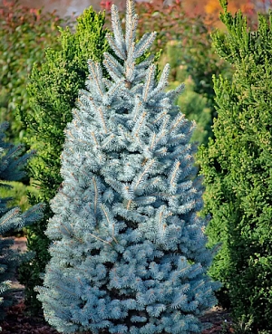 Ель колючая Супер Блю Сидлинг