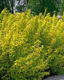 Пузыреплодник Энжел Голд