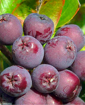 Саженцы Рябина Бурка