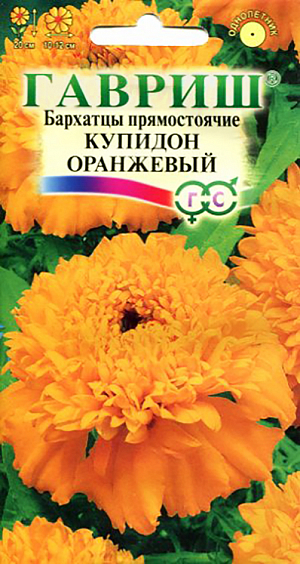 Семена Бархатцы Купидон оранжевый прямостоячие.
Однолетнее растение семейства Сложноцветные. Стебли прямостоячие, 20 см высотой, сильно ветвистые от основания, боковые побеги отклоненные. Соцветия-корзинки яркого оранжевого цвета, 10-12 см в диаметре. 
В открытый грунт можно высевать в конце мая — начале июня. Всходы появляются на 5-10 день. 
Почву желательно накрыть нетканым материалом (акрил, лутрасил). В этом случае сеять можно на неделю-полторы раньше обычных сроков и тем самым ускорить цветение. На рассаду сеют в начале апреля. Цветение начнется в июне.
Бархатцы используют во всех видах цветников. Они хорошо растут в горшках, вазонах, балконных ящиках, в сочетании с примулами и цинерариями. Осенью цветущие растения можно перенести в комнату, где они прекрасно растут в течение зимы, а весной, высаженные в открытый грунт, образуют большой цветущий куст.
