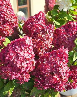 Гортензия метельчатая Колорфул Коктейль