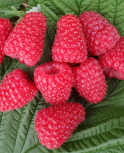 Саженцы Малина Энросадира