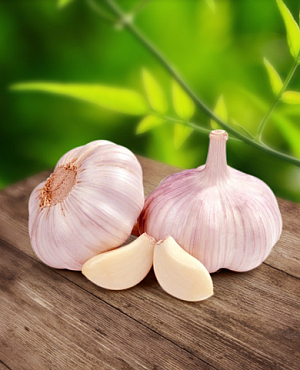 Чеснок озимый Шадейка