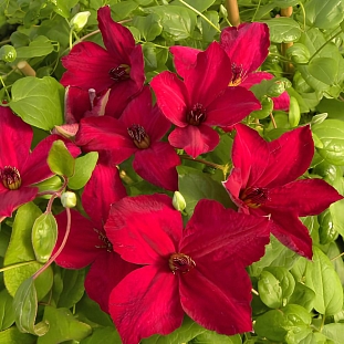 Клематис Джон Хоувеллс