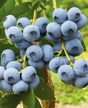 Саженцы Голубика Калипсо