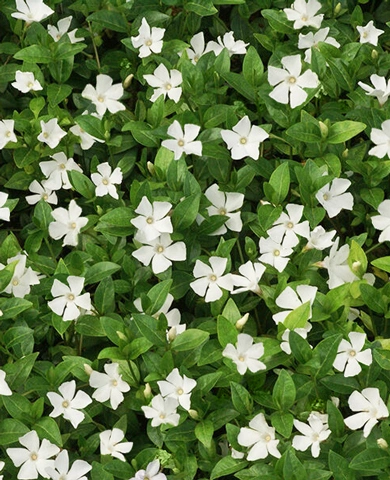 Барвинок малый Гертруда Джекил