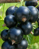 Саженцы Смородина Селеченская-2