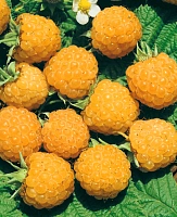 Саженцы Малина Жёлтый гигант