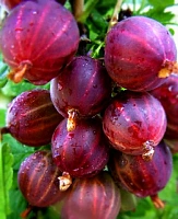 Саженцы Крыжовник Консул