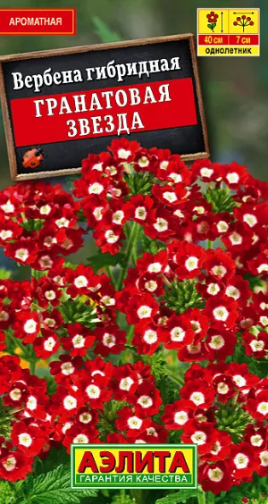 Семена Вербена Гранатовая звезда.
Обильноцветущее однолетнее растение с приятным ароматом. Кустики компактные, прямостоячие, сильноветвистые, высотой до 30 см. Цветки мелкие, диаметром 1,5-2 см собраны в многочисленные зонтиковидные соцветия 6-7 см в поперечнике. Цветение раннее и продолжительное, с июня до заморозков. Растения засухоустойчивые, холодостойкие, предпочитают солнечное местоположение. Используют в групповых и одиночных посадках на клумбах и в цветниках. Отлично подходят для выращивания в горшках и балконных ящиках. 
Агротехника. Посев на рассаду в марте стратифицированными семенами. Семена всходят в течение 3-х недель. Всходы плохо реагируют на избыточную влажность, увлажняют их только при подсыхании почвы. Пикировка в фазе двух настоящих листьев. В открытый грунт высаживают в середине мая.