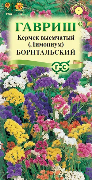 Кермек (Лимониум) выемчатый Борнтальский, смесь Кермек (Лимониум) выемчатый Борнтальский, смесь