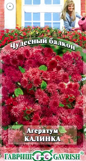 Семена Агератум Калинка.
Необычайно популярное растение для солнечных балконов. Пушистые шапки соцветий, похожие на пуховки, привлекательны и ароматны. Объем и количество их заметно увеличиваются при ранней и многократной прищипке. Растение компактное, кустистое, высотой до 20 см. Листья овально-ромбические. Душистые красно-бордовые цветки собраны в соцветия до 5-8 см в диаметре. Цветение обильное с июня до заморозков. Тепло- и светолюбив, засухоустойчив. Почвы предпочитает легкие, умеренно плодородные. Посев семян проводят в конце марта-начале апреля, всходы появляются через 8-12 дней. Рассаду высаживают в ящики в конце мая-начале июня, после окончания весенних заморозков. Хорошо контрастирует с сальвией, бархатцами, петуниями.