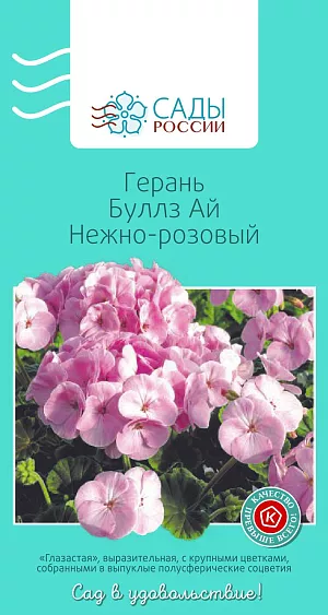 Семена Герань Буллз ай Нежно-розовый 4шт из каталога Пеларгония Герань Буллз ай Нежно-розовый
Вас впечатлит цветение этой серии. Это, пожалуй, самые крупные соцветия, которые вам довелось видеть. Шаровидные и плотные, они достигают в диаметре 16 см! Листва шоколадного цвета со светло-зеленой каймой. Легко выращивается и долго цветет. Благодаря коротким цветоносам устойчива к ветру и дождям.