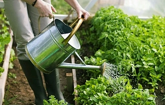 Июль в саду труды и благодать знойного месяца Июль в саду труды и благодать знойного месяца