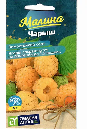 Малина желтая Чарыш