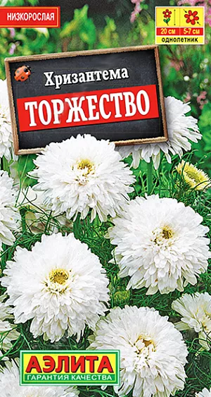 Семена Хризантема букетная Торжество из каталога Хризантема Семена Хризантема букетная Торжество. Быстрорастущее, густоветвистое, однолетнее растение с эффектным цветением. Кусты компактные, высотой 20 см. Соцветия-корзинки крупные – диаметром 5-7 см, махровые и полумахровые. Цветение обильное и продолжительное, до устойчивых заморозков. Растения светолюбивые и холодостойкие, достаточно засухоустойчивые. Используются для оформления клумб, рабаток, бордюров и контейнерного выращивания.<br>
<br>
Растение предпочитает умеренно плодородные, дренированные, некислые почвы. Удаление отцветших соцветий способствует более пышному цветению. Возможен прямой посев семян в открытый грунт в середине мая.<br>