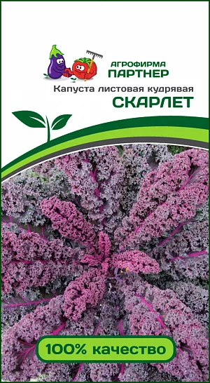 Семена Капуста листовая кудрявая Скарлет