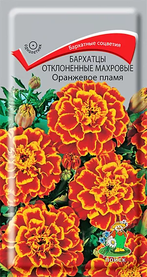 Семена Бархатцы Оранжевое пламя отклоненные махровые.
Куст компактный, густооблиственный, высотой до 30 см. Соцветия хризантемовидные, диаметром 3-4 см. 
Окраска двуцветная: язычковые цветки коричнево-красные с волнистым краем, трубчатые оранжевые. 
Цветки в центре соцветия образуют выпуклый центр. Цветет с июля по октябрь.
 Используют для клумб, рабаток, бордюров и украшения балконов. 
Растение теплолюбивое, засухоустойчивое. Предпочитает солнечное местоположение, любые, хорошо дренированные почвы.
 Семена высевают в апреле-мае в рассадные ящики. Глубина заделки семян 0,5-1 см. 
При температуре +18°C всходы появляются на 7-15 день. Через 2 недели сеянцы пикируют.
 В грунт рассаду высаживают после окончания весенних заморозков, выдерживая расстояние между растениями 20-30 см.
