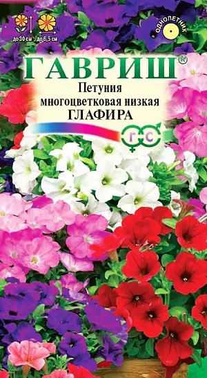 Семена Петуния Глафира многоцветковая низкая.<br>
Образует компактный куст высотой 20-30 см. Цветки 4,5-6,5 см в диаметре с гладким краем лепестков. Выращивают рассадным способом. Посев проводят с января по апрель, поверхностно, под стекло (после появления всходов стекло убирают). В зимние месяцы январь-февраль досветка обязательна. При ранних сроках посева цветение начинается в мае, что очень удобно для выращивания растений на балконе, закрытых террасах, патио. Без дополнительного освещения петунию высевают не раньше марта. Всходы появляются через 7-12 дней. На постоянное место высаживают, когда минует опасность заморозков. Светолюбива и достаточно засухоустойчива. Предпочитает легкие, плодородные, хорошо дренированные почвы. Петунии можно выращивать в течение нескольких лет, сохраняя зимой в освещенном помещении (растение сильно обрезают, t не более 12°C, умеренный полив). Петуния используется как фоновое и балконное растение, в контейнерах, вазах, для украшения подоконников, для посадки в рабатки, бордюры. Цветет обильно с начала мая до заморозков. Быстро восстанавливает декоративность после сильного дождя.   
