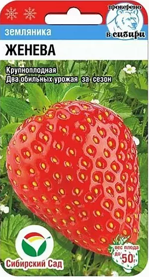 Семена Земляника (клубника) Женева крупноплодная