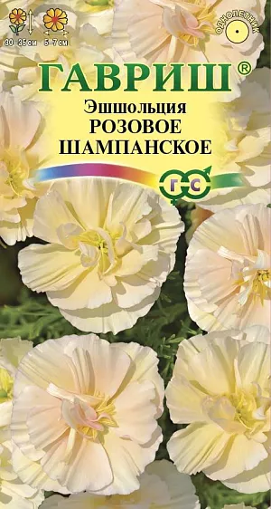 Неприхотливое привлекательное растение из семейства Маковые высотой 30-35 см, с серебристо-зелеными ажурными листьями и крупными цветками (5-7 см в диаметре) на тонких цветоносах. Цветение обильное, начинается в первой половине июля и продолжается до заморозков. Цветки очень красивые, шелковистые, гофрированные лепестки цвета шампанского с нежно-розовой каймой. Светолюбива, засухоустойчива, холодостойка. Предпочитает сухие солнечные места, не переносит избытка влаги. Выращивают прямым посевом в грунт в конце апреля-начале мая или в октябре. При температуре почвы +10..150С всходы появляются через 10-14 дней, их прореживают на расстоянии 20 см. Выращивают на клумбах, бордюрах, контейнерах и вазах.